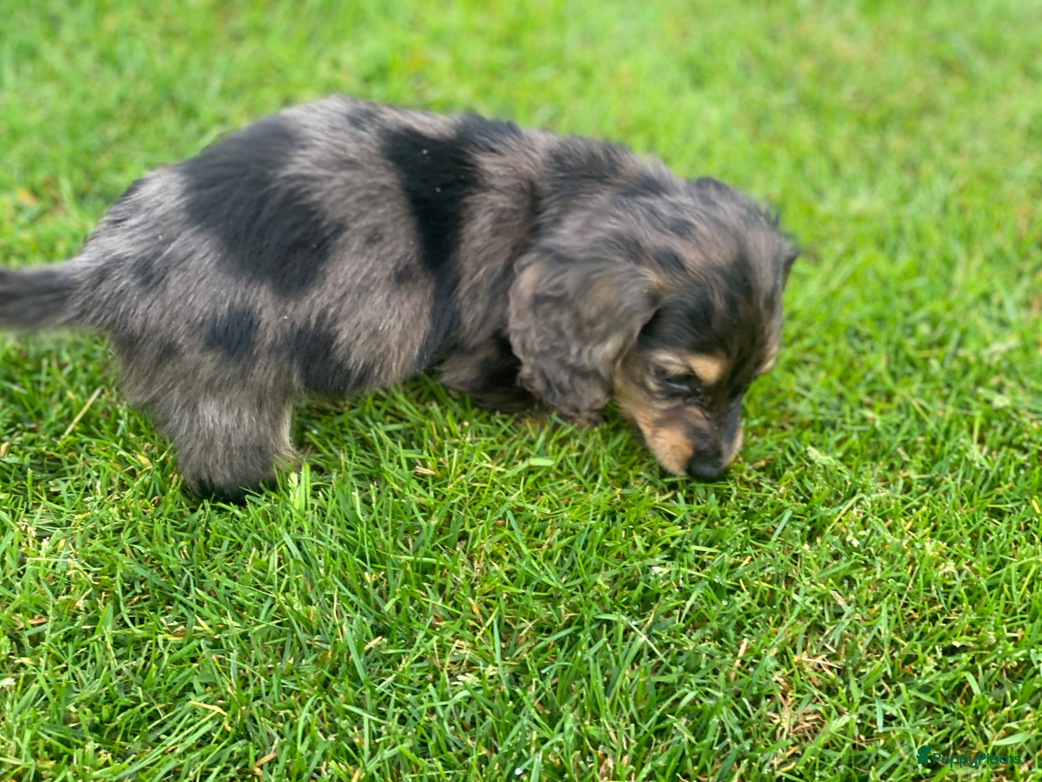 Teckel (langhaar) honden Prachtig lief Merle teefje langharige teckel - Advertentie 1