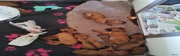 Rhodesian Ridgeback honden te koop: Rhodesian Ridgeback pups met stamboom  in Apeldoorn - Advertentie 11