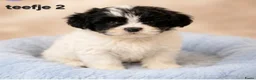 Boomer honden te koop: Mooie gezonde boomer pups. Maltezer maal shih tzu - Advertentie 5