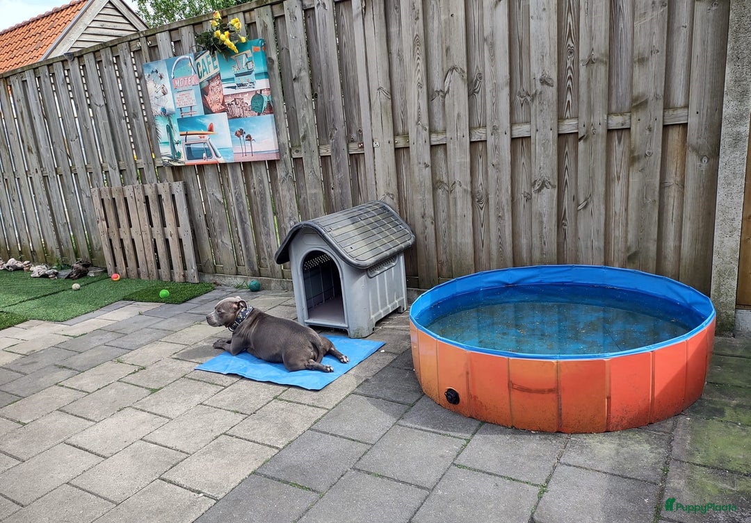 Engelse Stafford honden te koop: Engelse Staffordshire Bull terrier, Laatse Pup! - Advertentie 11