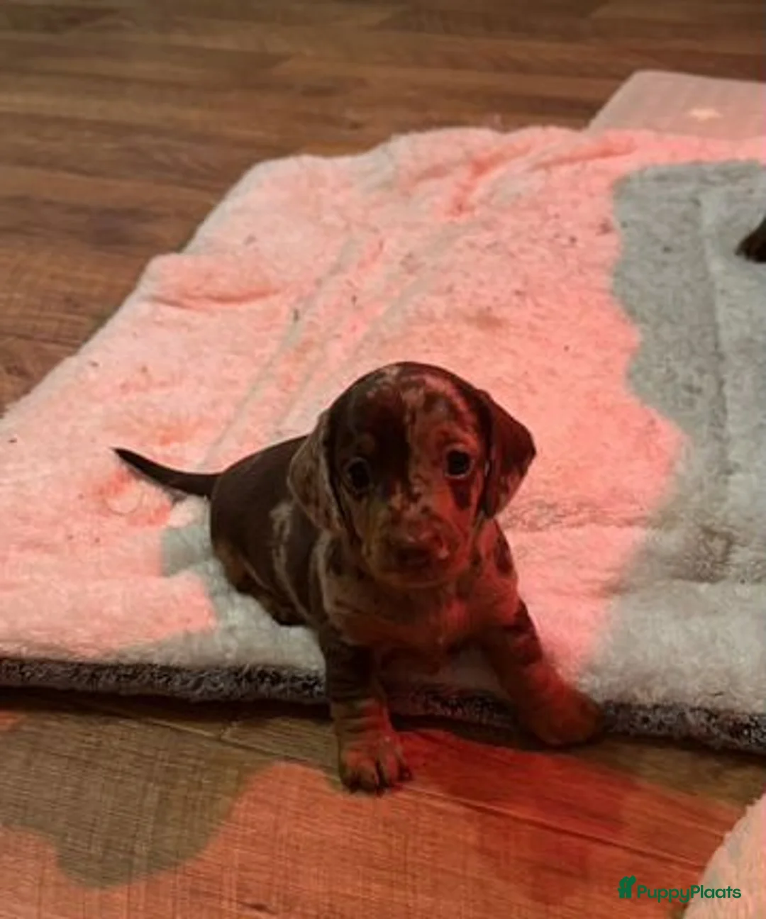 Teckel (korthaar)  honden te koop: Teckel puppy's in Heerhugowaard - Advertentie 1