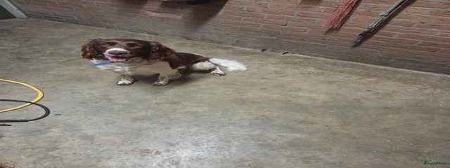 Bruno