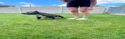 Amerikaanse Bully honden te koop: Blauwe Amerikaanse Bully Pocket teef - Advertentie 6