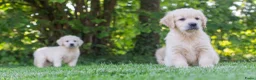 Golden Retriever honden te koop: prachtige golden retriever pups - Advertentie 6