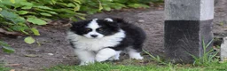 Australian Shepherd honden te koop: Knappe Miniature American Shepherd (MAS) pups - Advertentie 27