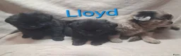 Kruising honden te koop: Prachtig Shiranian F1 pup reu shih tzu x pomeriaan - Advertentie 20