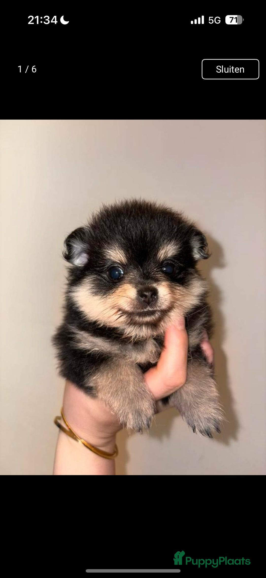 Pomeriaan honden te koop: Pomeriaan pup zoekt goud mandje in Venlo - Afbeelding 1