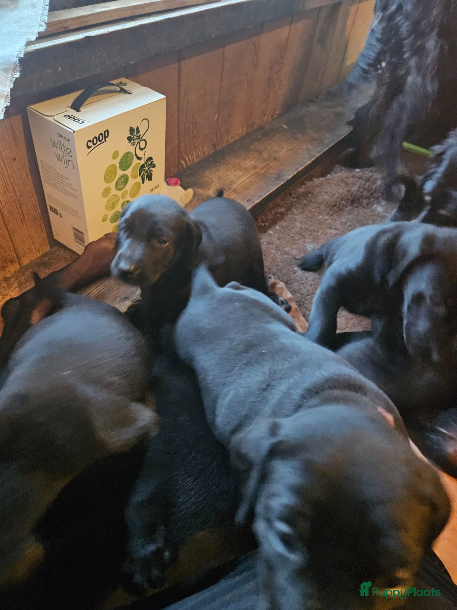 Kruising honden Te koop Doberman × pups - Advertentie 2