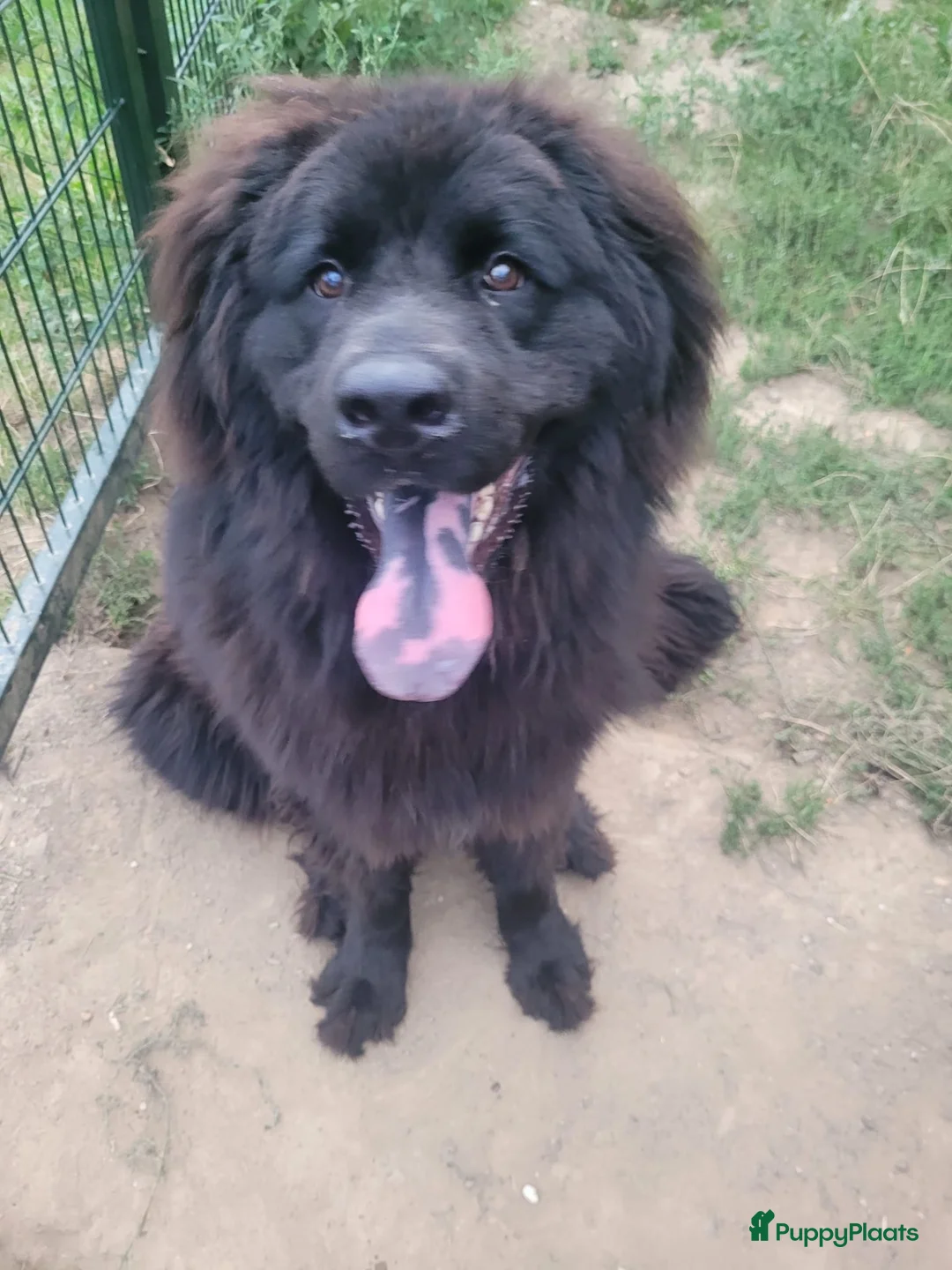 Newfoundlander honden te koop: New foundlander teef  - Advertentie 3