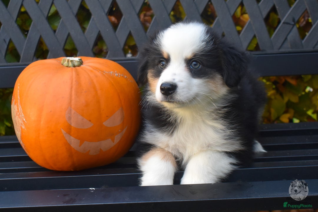 Australian Shepherd honden te koop: Miniature American Shepherd / Mini Aussie  - Advertentie 4