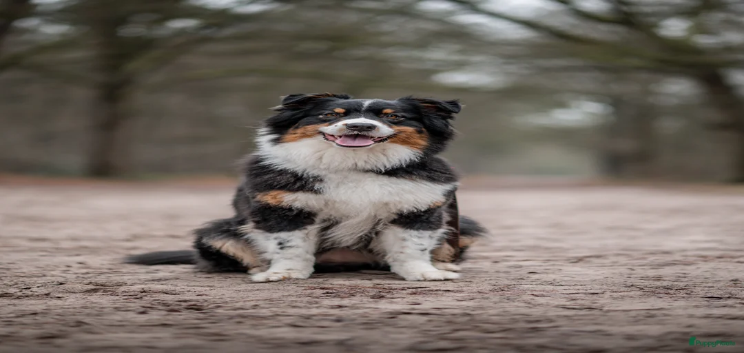 Galerij afbeelding {{count}}