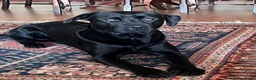 Kruising honden te koop: Loving and loyal 5 year old Lab/ Pitbull mix - Advertentie 2