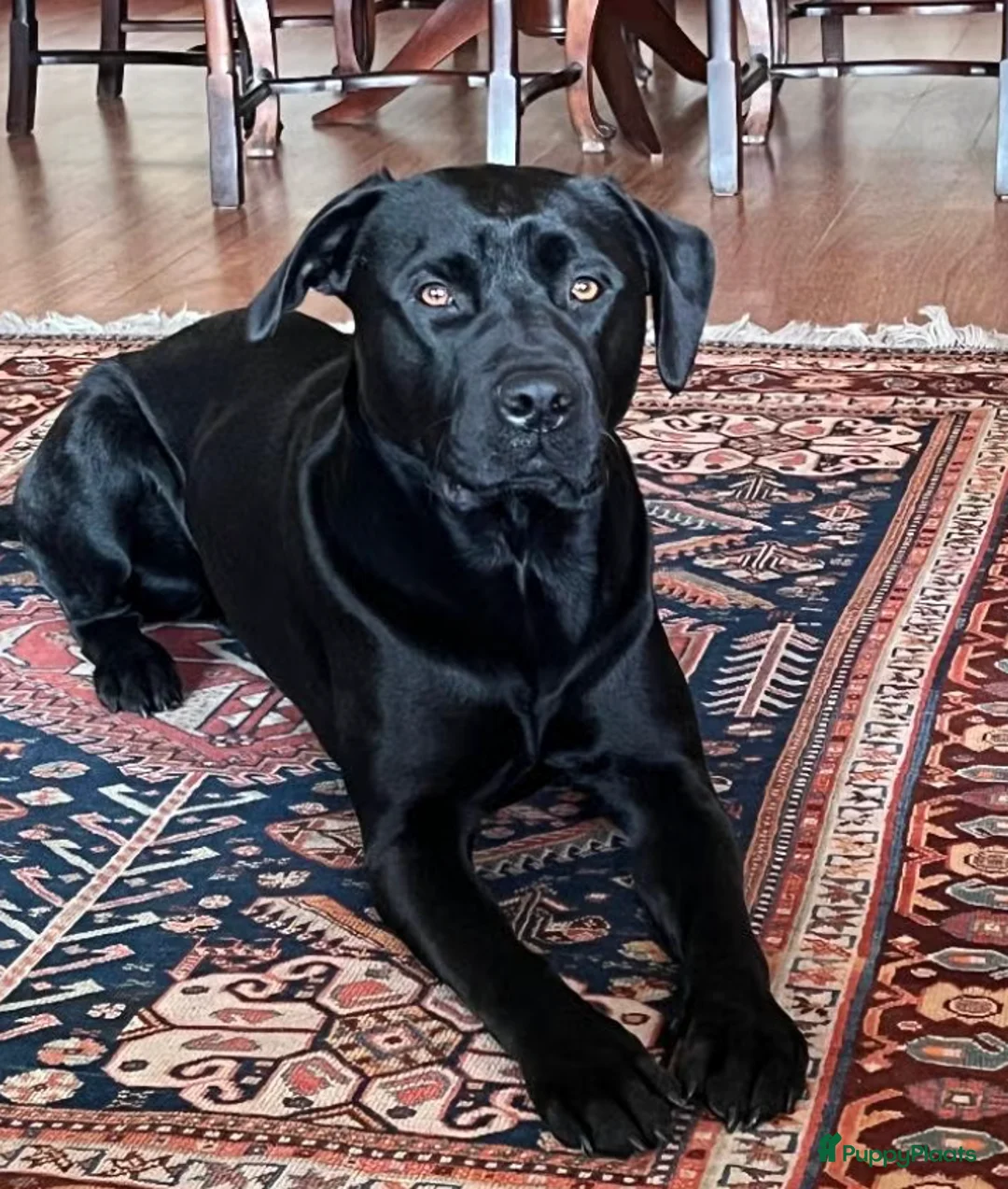 Kruising honden te koop: Loving and loyal 5 year old Lab/ Pitbull mix - Advertentie 2