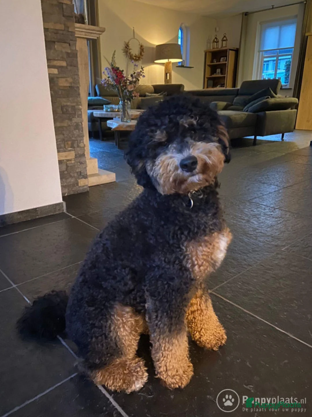 Labradoodle honden ter dekking: Super lieve en mooi getekende labradoodle dekreu in Chaam - Advertentie 2