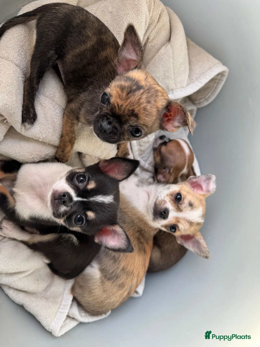 Chihuahua honden te koop: Brindle reutje - Advertentie 2