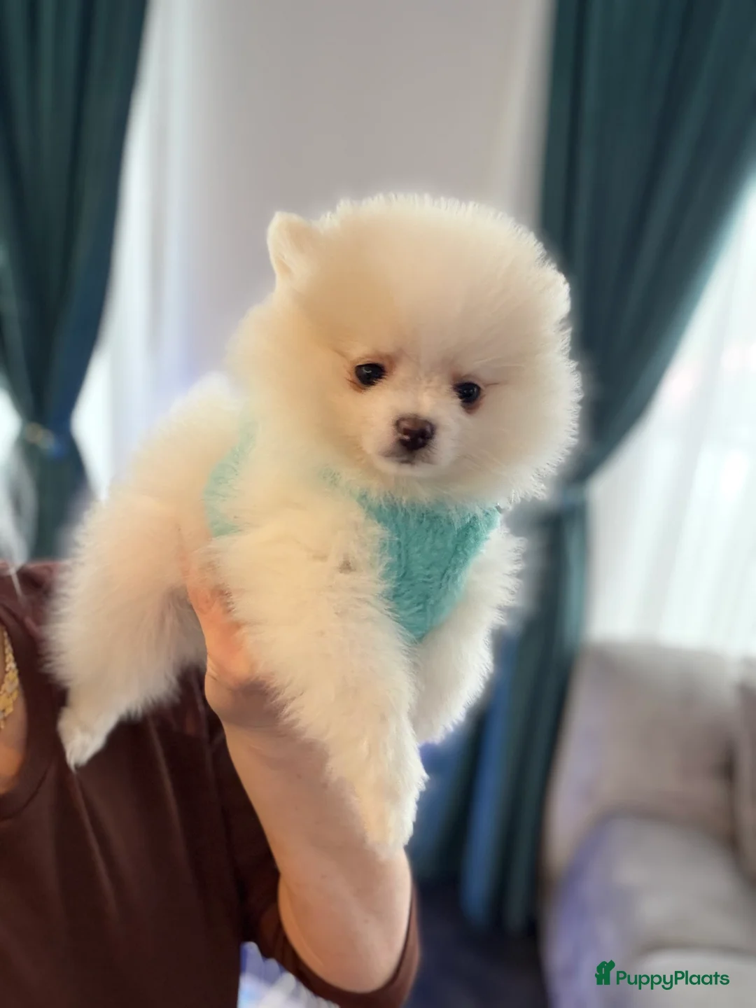 Pomeriaan honden te koop: Mooiste raszuivere pomeranian pomeriaan pups - Advertentie 13
