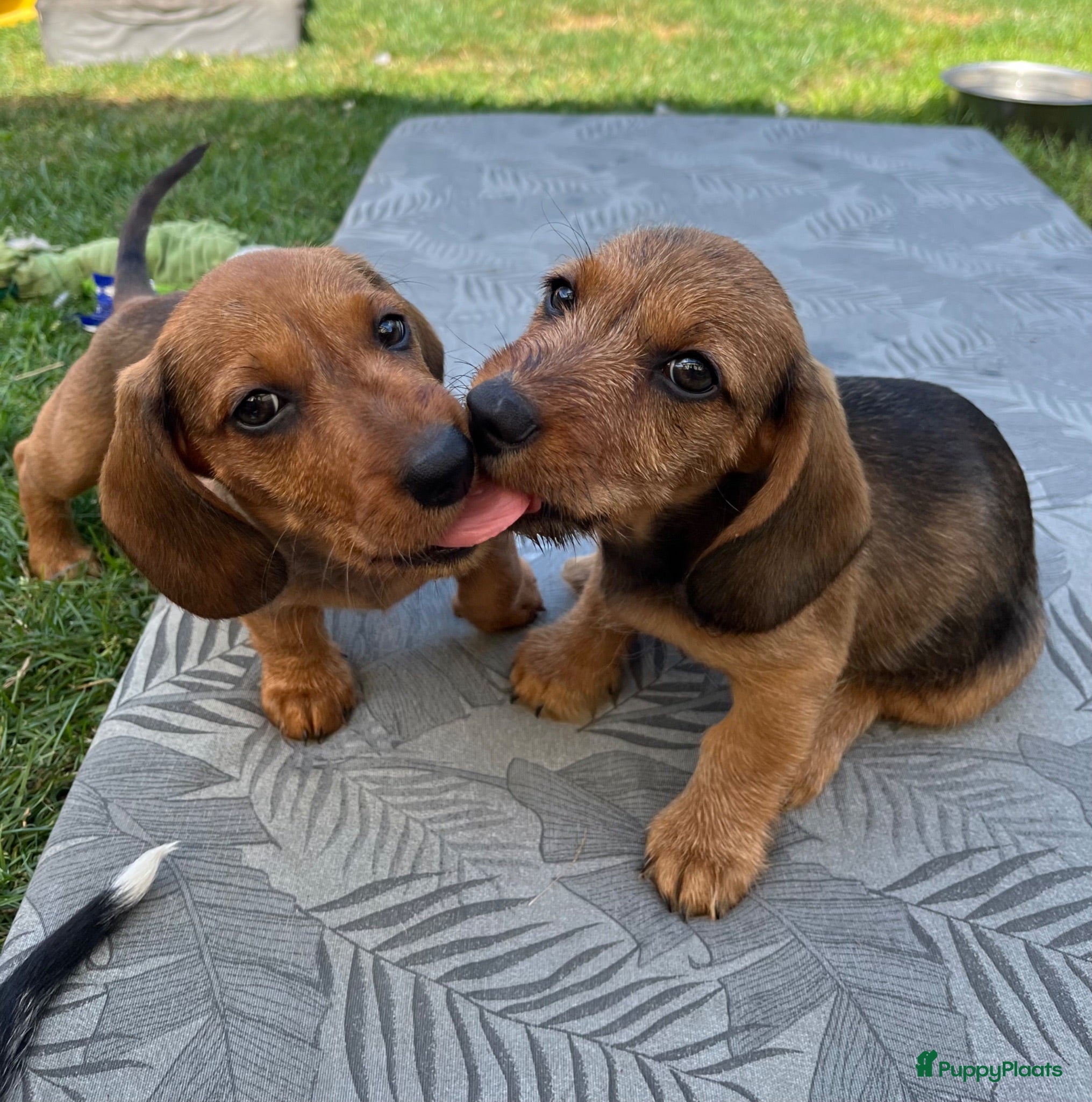 Kruising honden Dwerg teckel pupjes  - Advertentie 11