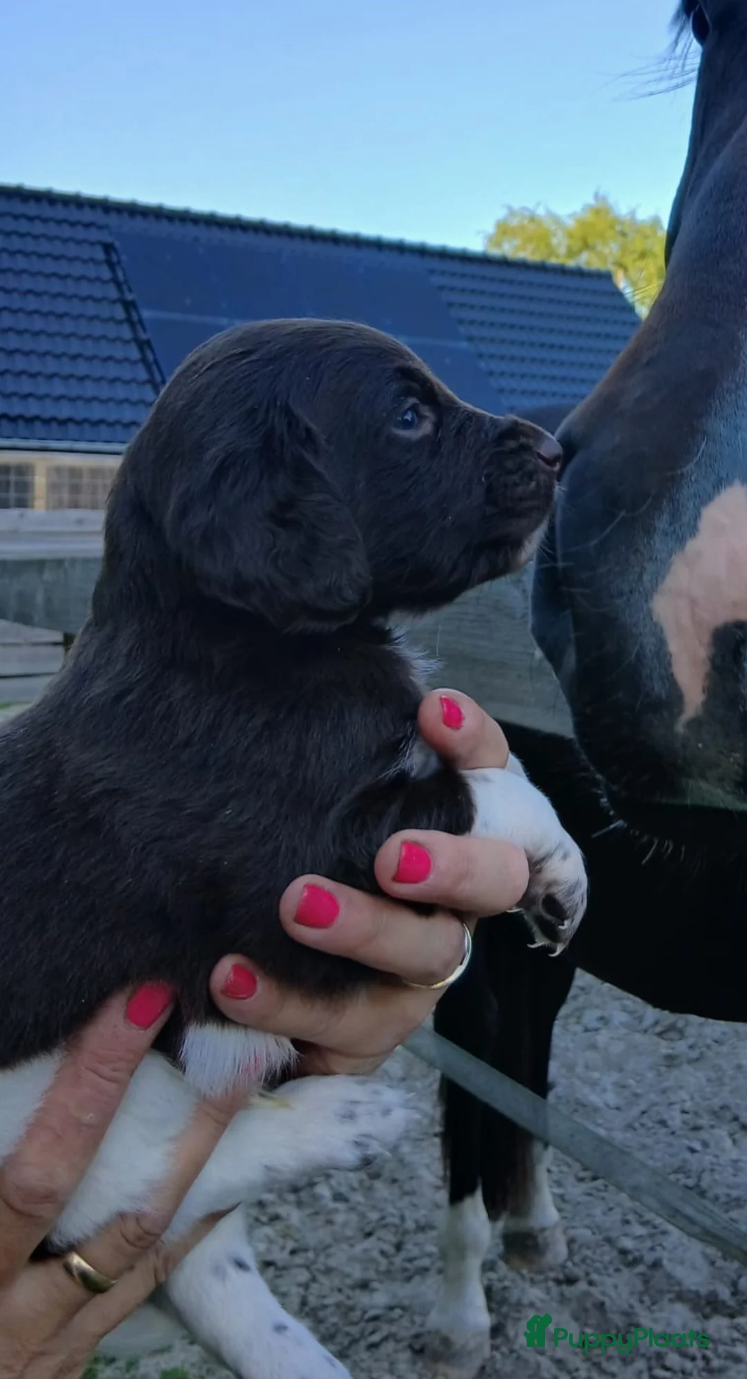 Heidewachtel honden te koop: Heidewachtel pups, nog 1 reutje beschikbaar  - Advertentie 2