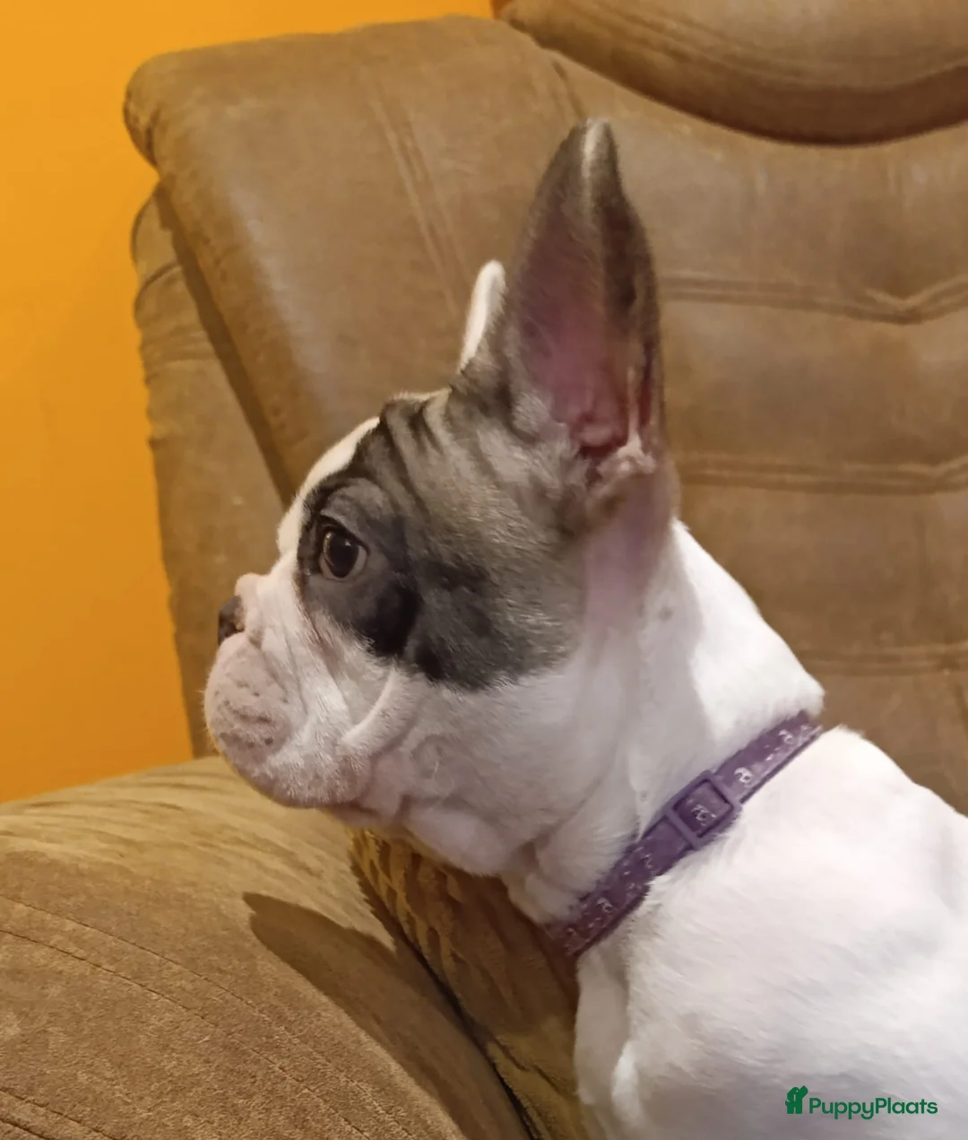 Franse Bulldog honden te koop: Franse bulldog pup raszuive fci (geteste ouders)  - Advertentie 3