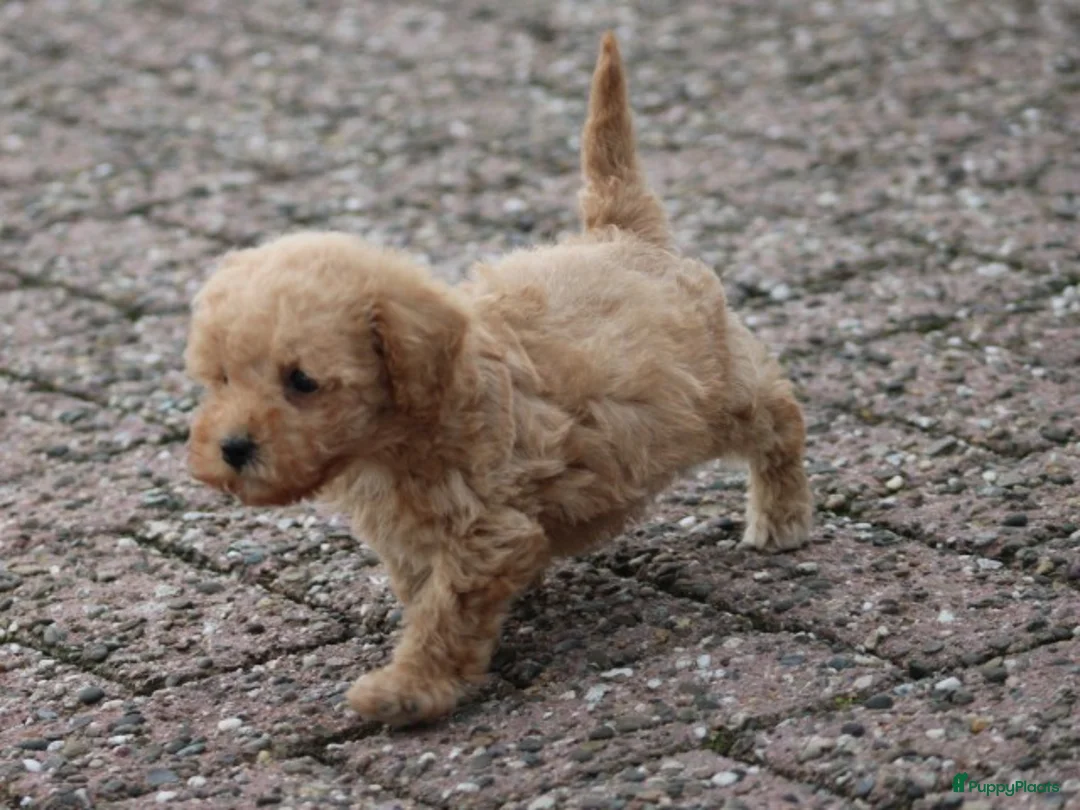 Maltipoo honden te koop: Maltipoo pups - Advertentie 7