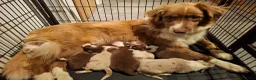 Australian Shepherd honden te koop: Raszuiver Australian Shepherd pups op de boerderij - Advertentie 11