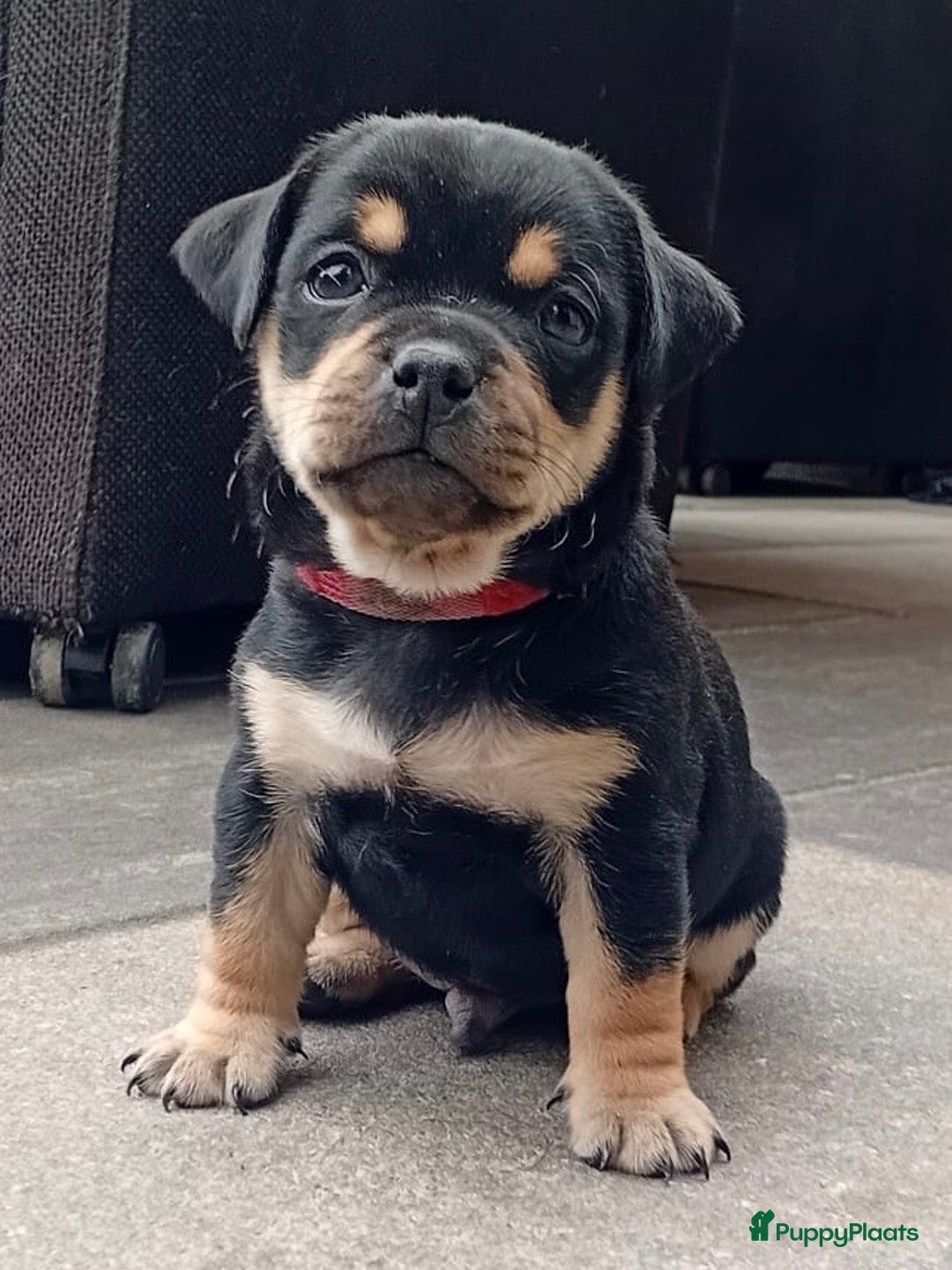 Dwergpinscher honden te koop: Carlin Pinscher Puppy’s te koop - Afbeelding 18