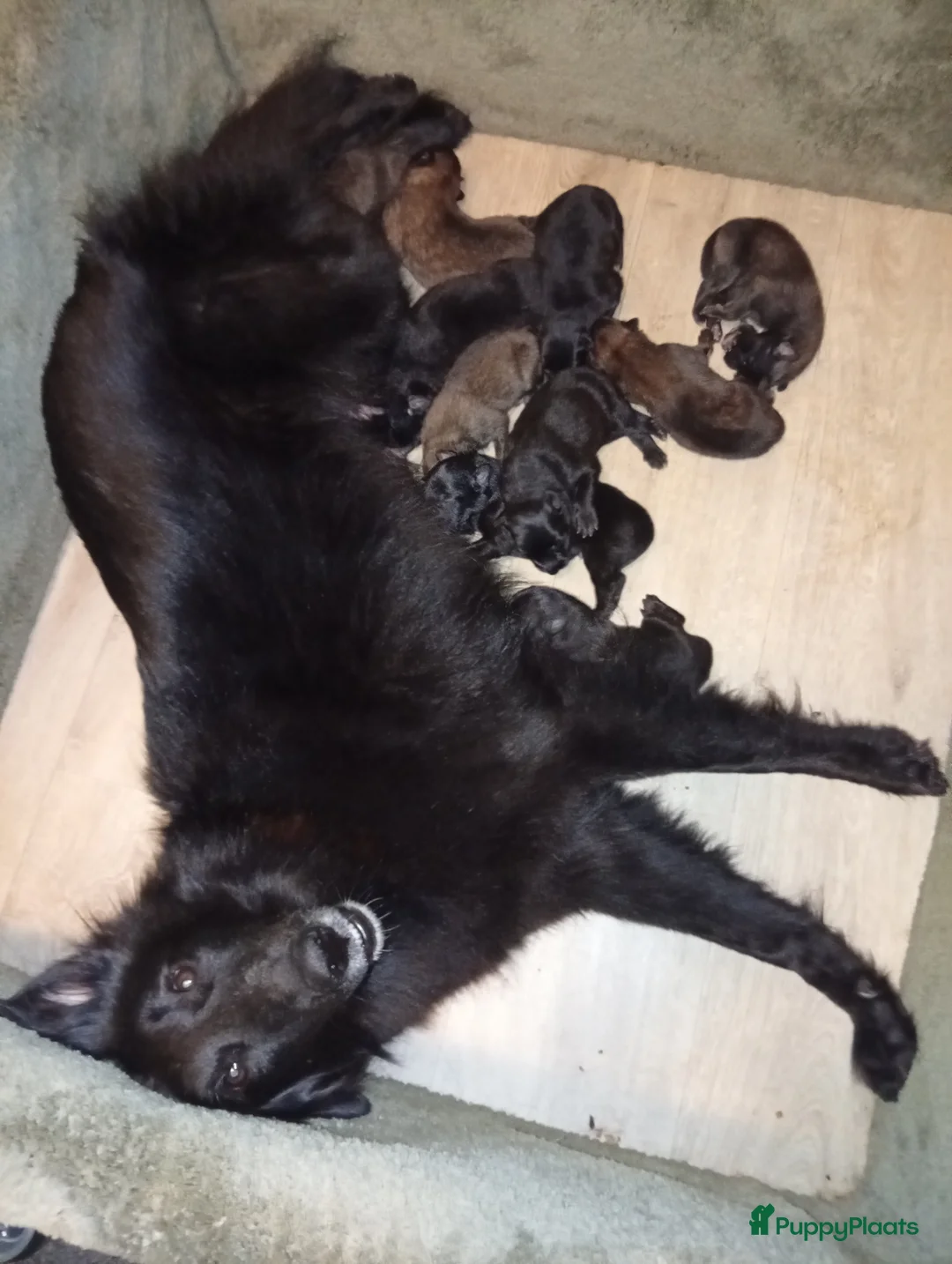 Kruising honden te koop: Groenendaeler en Tervurense pups  - Advertentie 5