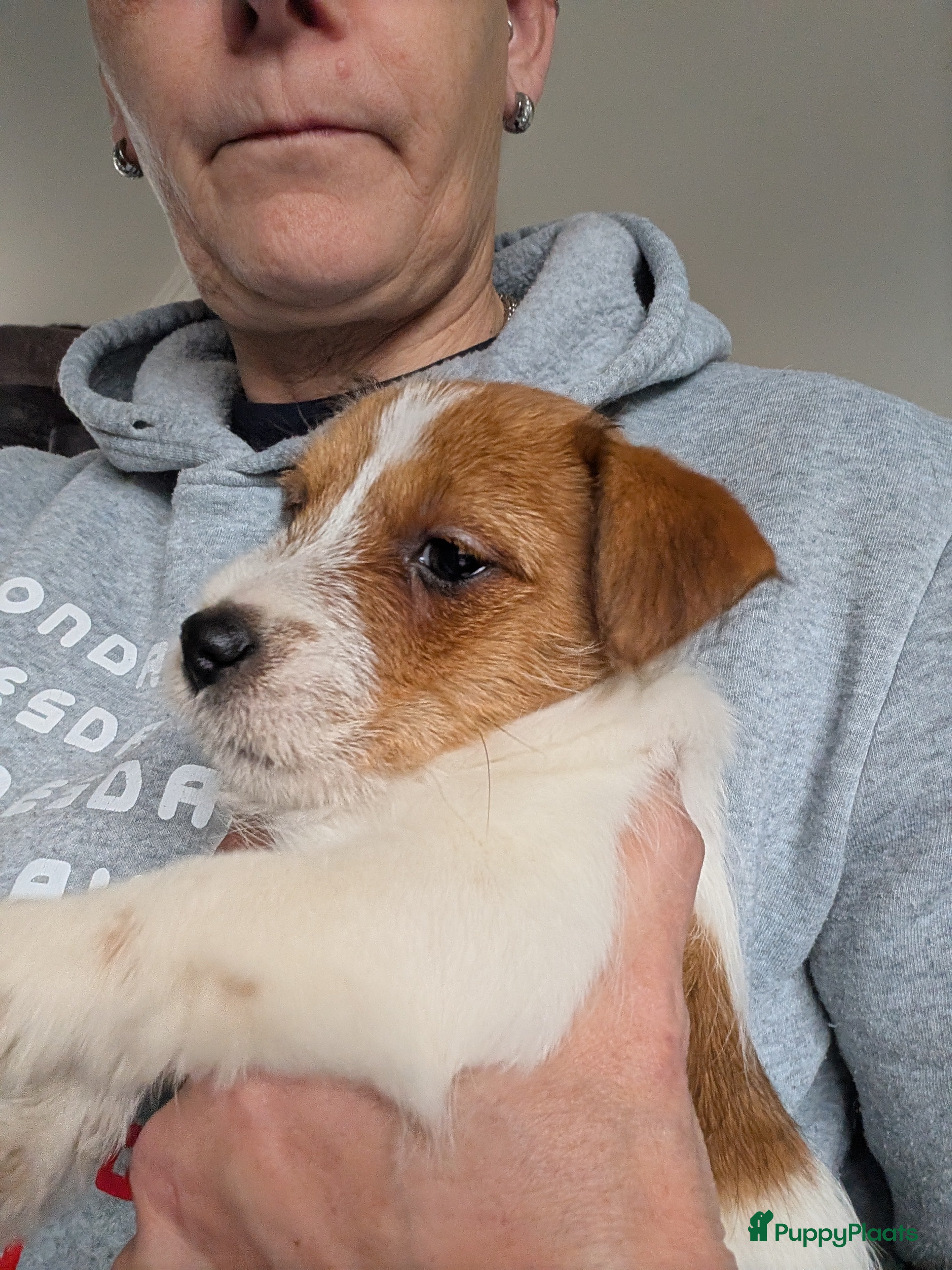 Jack Russel Terriër honden Nog 1 Jack Russell teefje met stamboom  - Advertentie 2