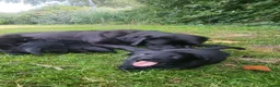 Labrador Retriever honden te koop: Prachtig nest zwarte Labrador pups - Advertentie 4