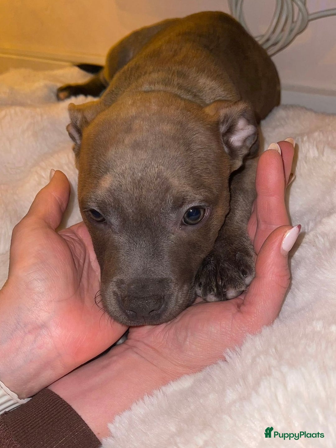 Kruising honden te koop: Pitbull x Cane Corso x Old English Bulldog puppies - Advertentie 2