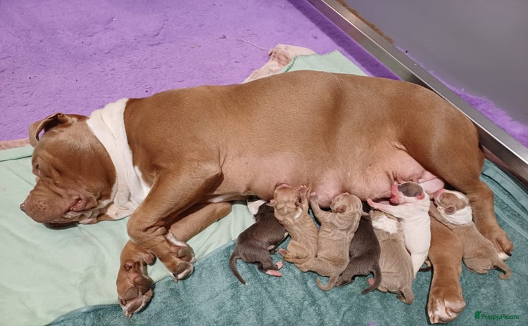 Amerikaanse Bully honden - Advertentie 3