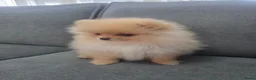 Pomeriaan honden te koop: Schattige Pommeriaan Puppy's  - Advertentie 19