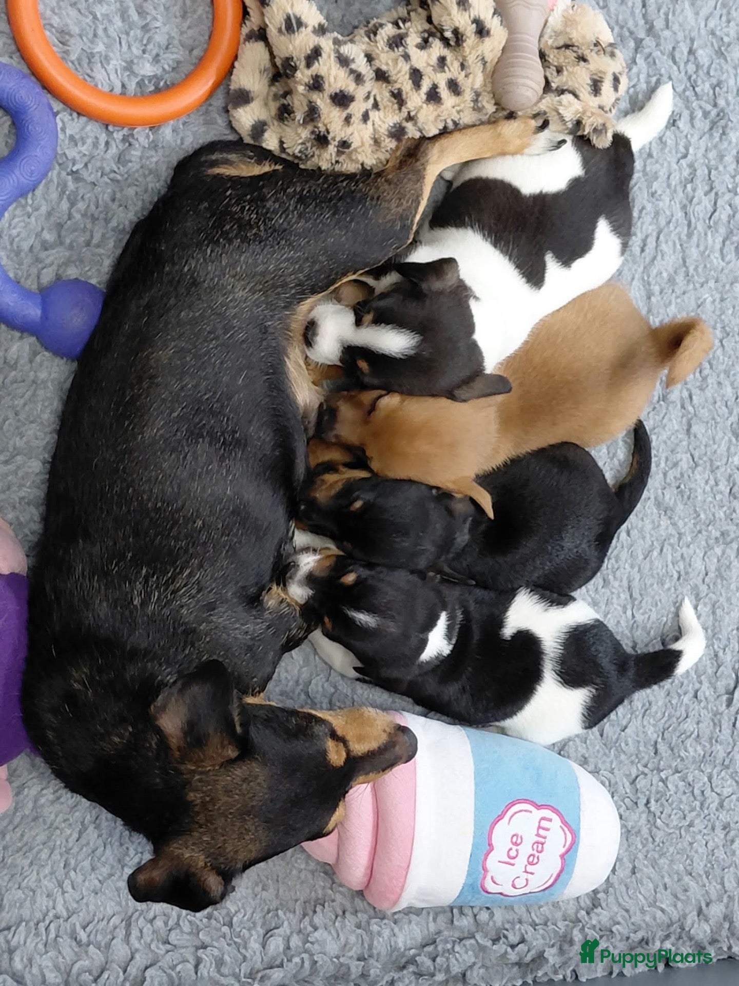 Jack Russel Terriër honden Jack Russell puppy’s - Advertentie 3