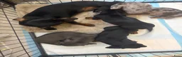 Teckel (korthaar)  honden te koop: Dwerg Teckel Pups. - Advertentie 14