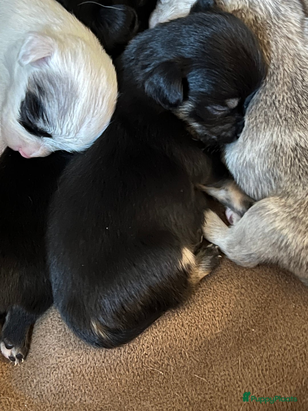 Chihuahua honden te koop: Mooie en lieve langhaar chihuahua. - Advertentie 14