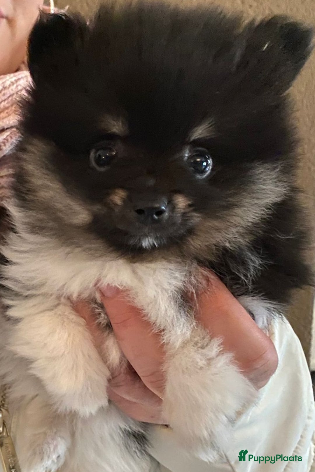 Pomeriaan honden te koop: Pomeriaan pups #panda dog # black and tan  - Advertentie 1