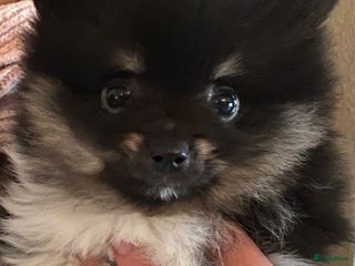 Pomeriaan honden Pomeriaan pups #panda dog # black and tan - Advertentie 18