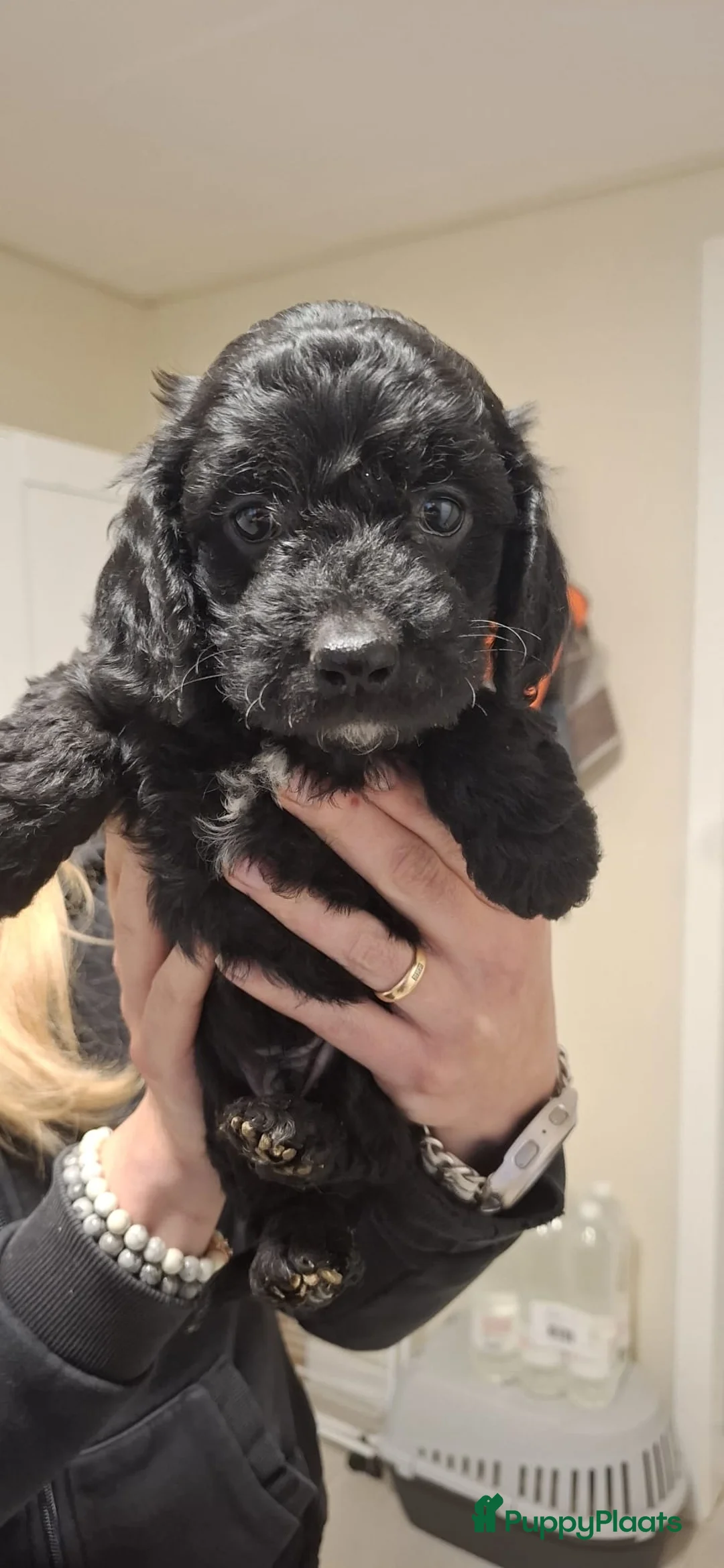 Cavapoo honden te koop: Prachtige cavapoo pups - Advertentie 2