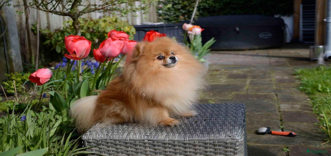 Galerij afbeelding {{count}}