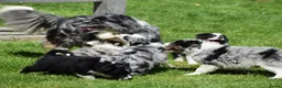 Australian Shepherd honden te koop: Knappe Miniature American Shepherd (MAS) pups - Advertentie 14