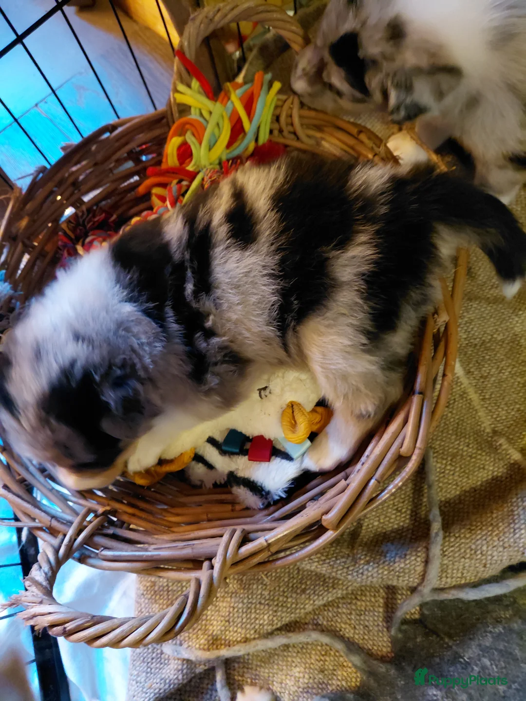 Border Collie honden te koop: Bordercollie pups  in Helmond - Advertentie 1