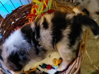 Border Collie honden Bordercollie pups in Helmond - Advertentie 1