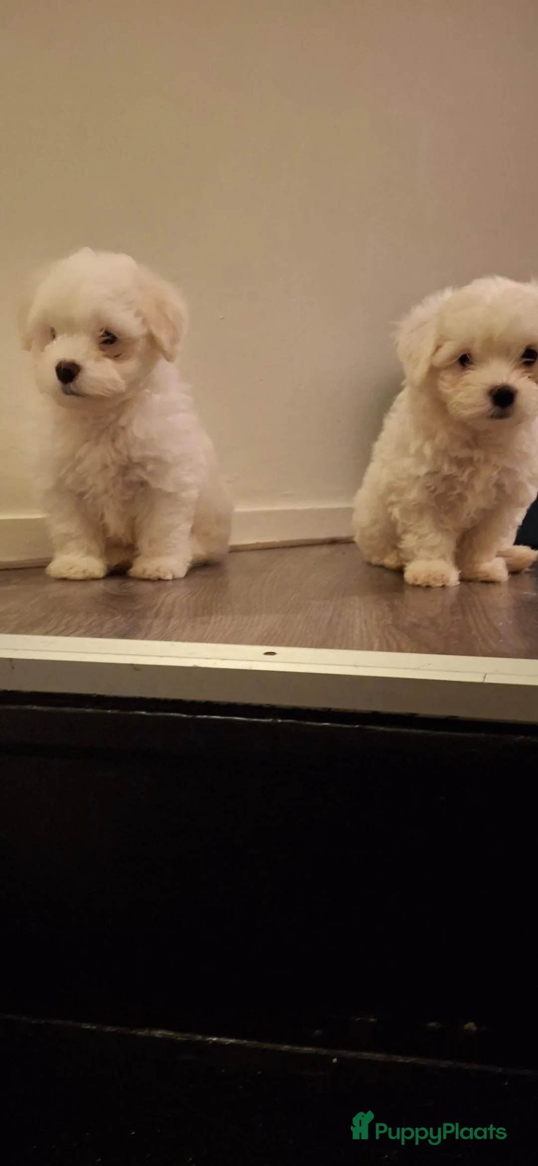 Maltezer honden te koop: Twee prachtige pups van 8 weken oud te koop - Advertentie 2