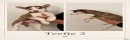 Siberische Husky honden te koop: Husky Pups - Advertentie 5