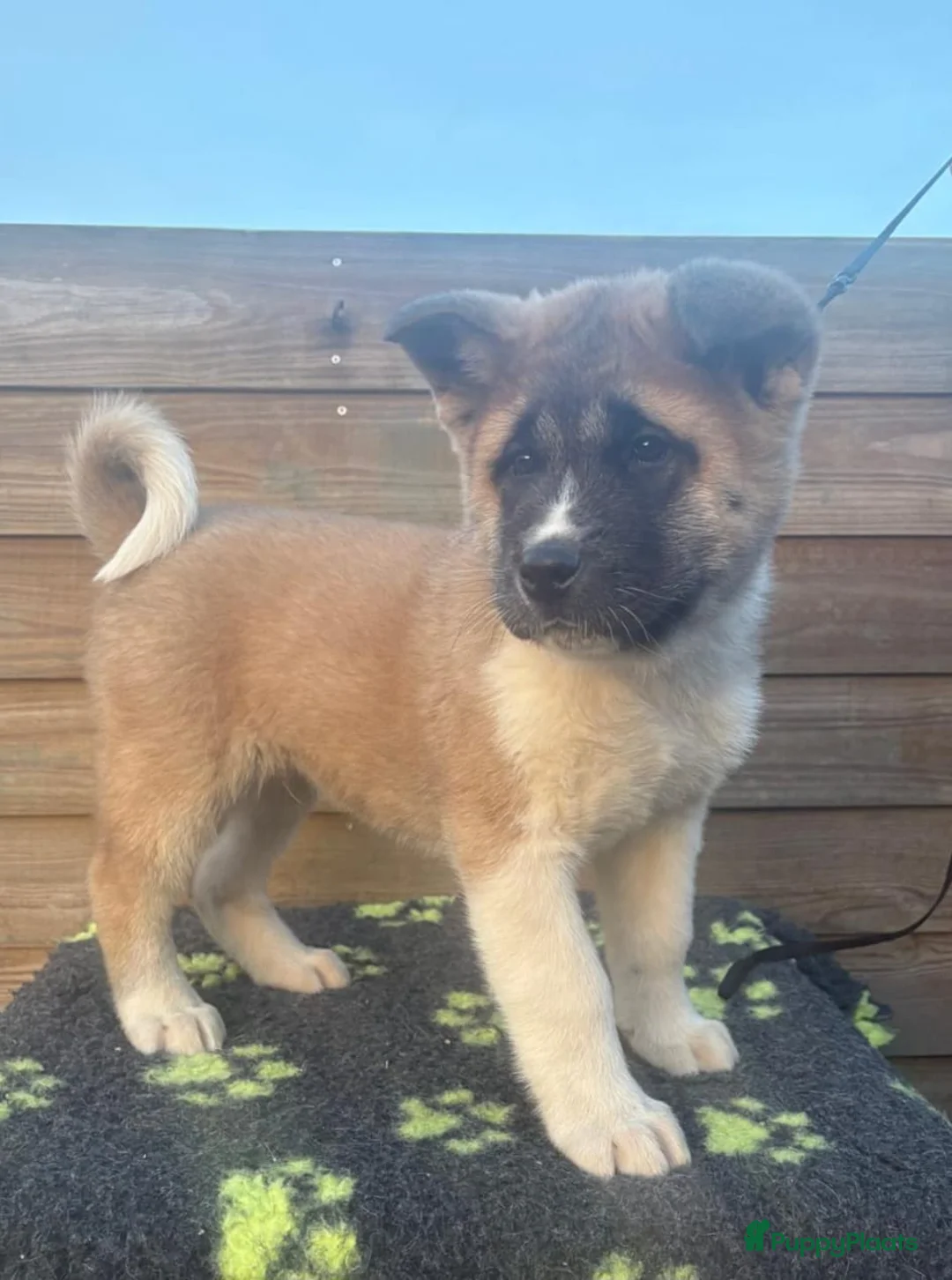 American Akita honden te koop: Geen pups beschikbaar. - Advertentie 7