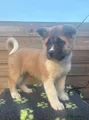 American Akita Puppy 1