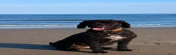 Kruising honden te koop: Nog 1 Doodle-mix reu beschikbaar (regio Nijmegen) - Advertentie 14