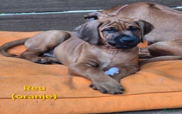 Rhodesian Ridgeback honden te koop: Rhodesian Ridgeback pups in Bentveld - Afbeelding 20