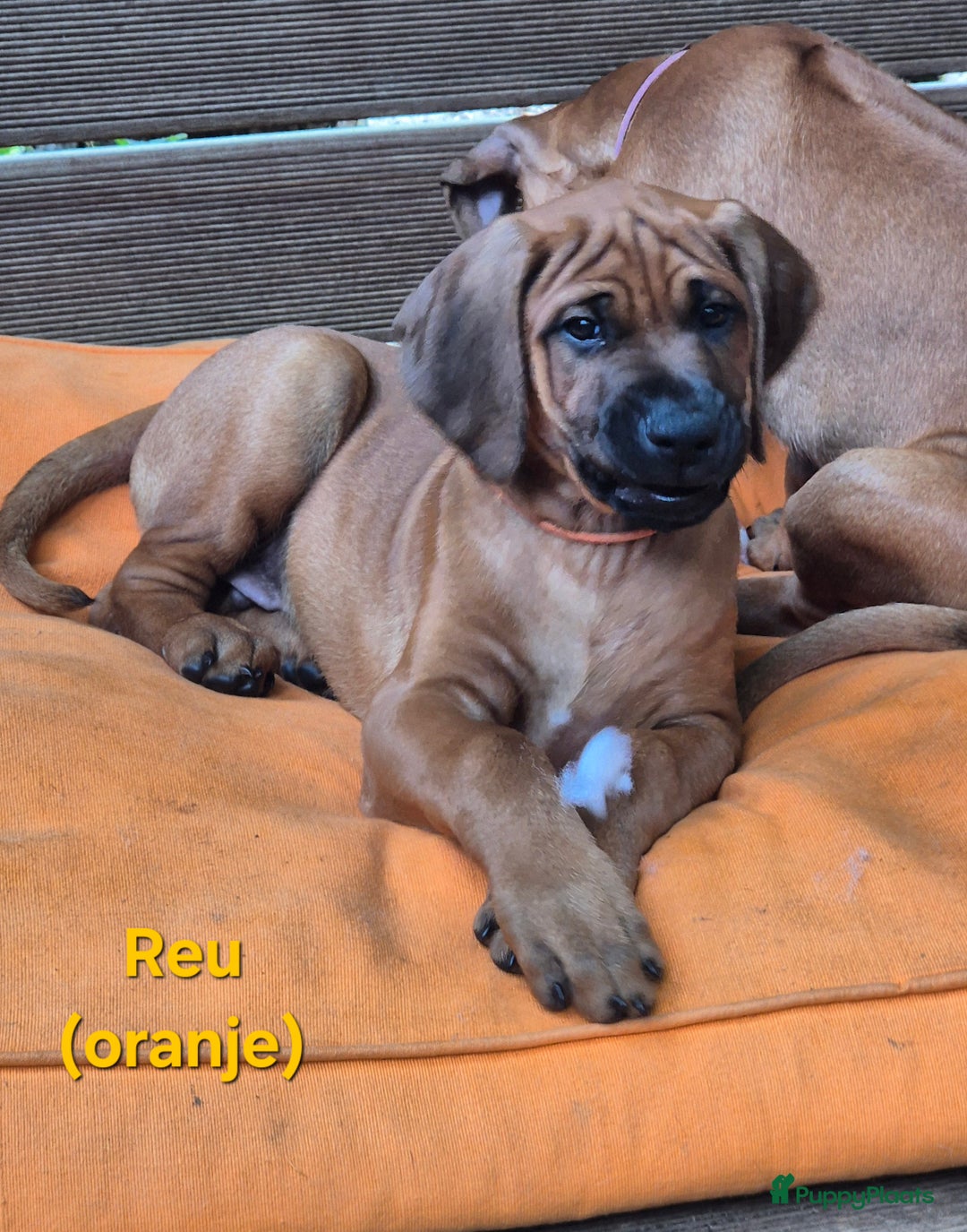 Rhodesian Ridgeback honden te koop: Rhodesian Ridgeback pups in Bentveld - Afbeelding 20