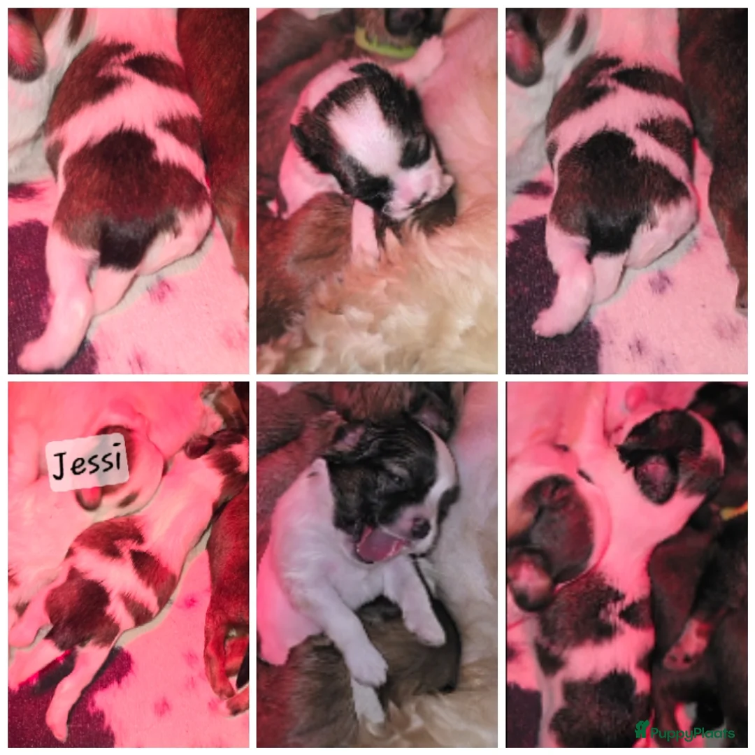 Kruising honden te koop: Boomer pups 14-1 geboren (Shih-Tzu x Boomer) - Advertentie 36